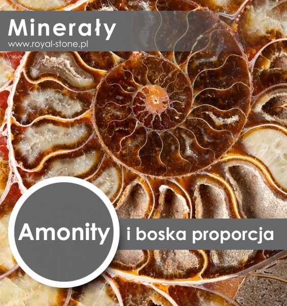 Amonity i boska proporcja złoty podział Royal-Stone okładka tytułowa