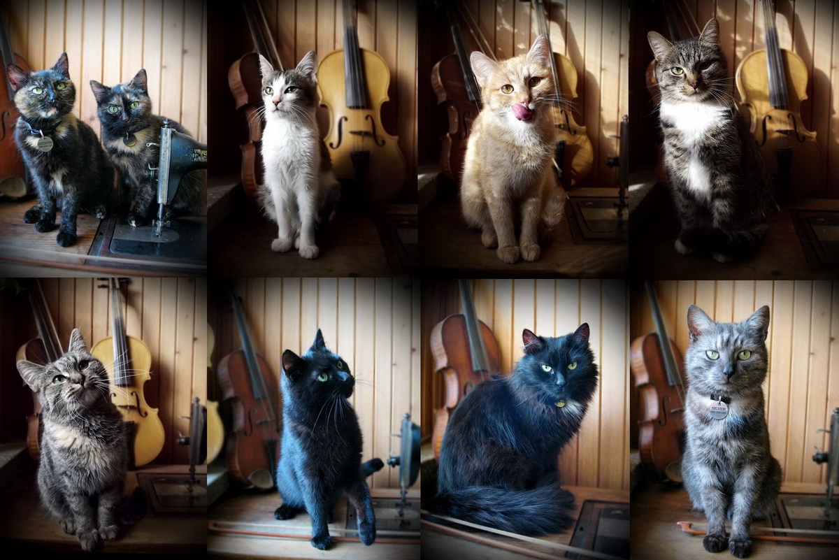 Kartka z kalendarza Royal-Stone 2015 Sowiarnia koty hand-made rękodzieło